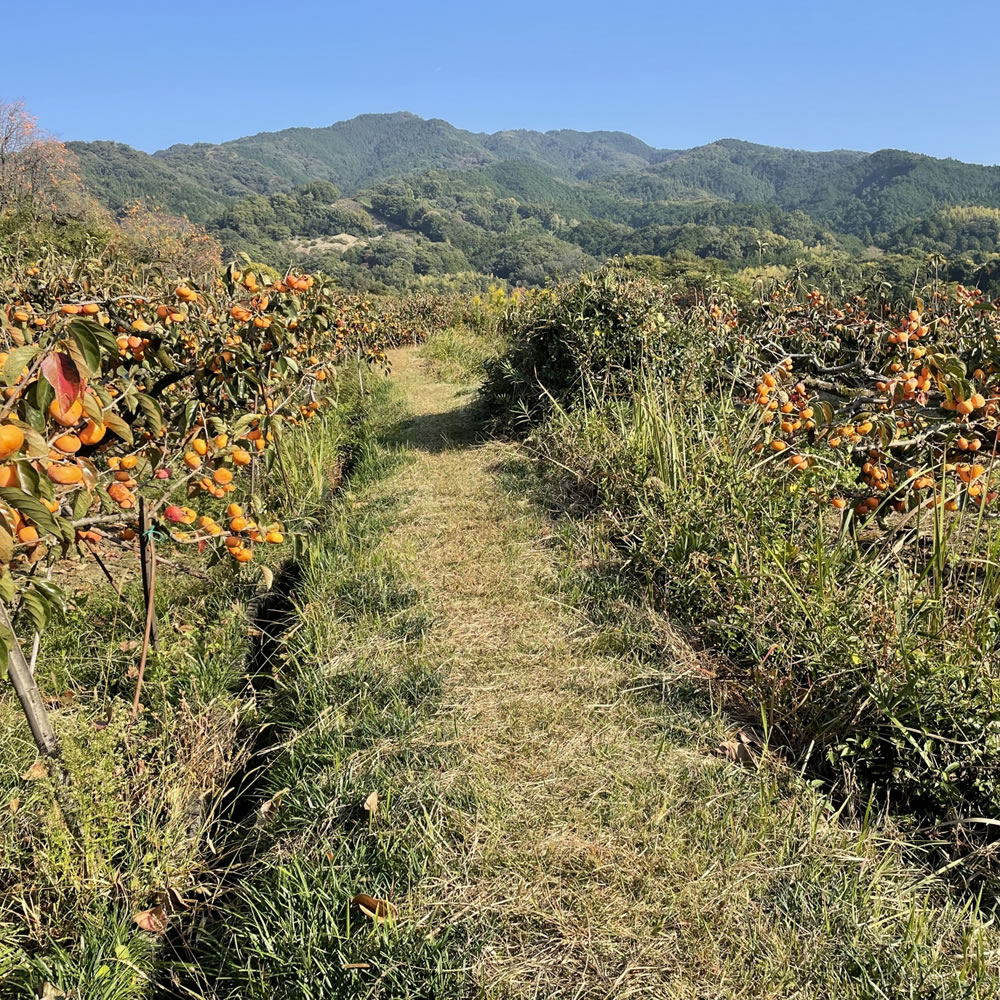 山の辺の道ハイキング